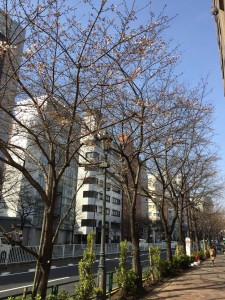 RIRAKKUMA広尾の桜